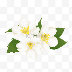 白色花绿色叶子图片_绿色叶子白色茉莉花