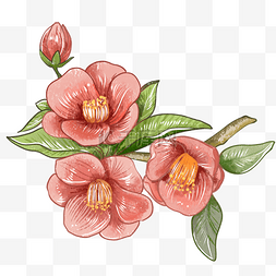 茶梅红色花朵