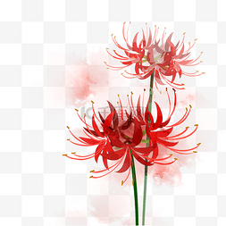 创意植物花卉图片_处暑红色彼岸花