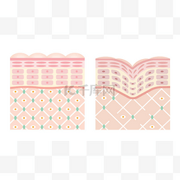 细胞护肤图片_年轻的皮肤和老皮图