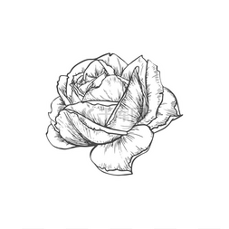 绽放的玫瑰图片_玫瑰花隔离开花植物素描矢量黑色
