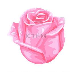 现实的玫瑰图片_盛开的玫瑰花的插图。