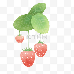 生长的草莓水果