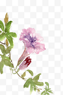 鲜艳的花朵素材图片_紫色的牵牛花水墨