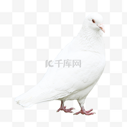 世界和平字图片_白色鸽子动物和平鸟类