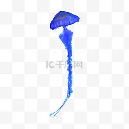 伞状图图片_艳丽漂浮水母