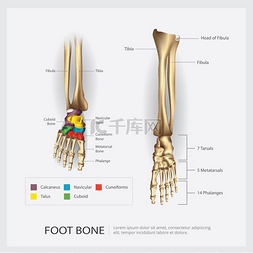 足部骨骼解剖矢量图