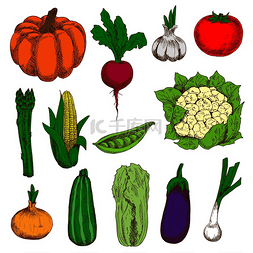 豌豆素描图片_成熟新鲜的番茄、茄子、洋葱和南