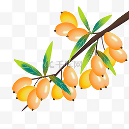 成熟果实枣树