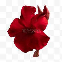 红色花卉盆栽图片_曼德维拉红色观赏盆栽