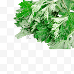 绿色团青图片_植物白天艾草艾叶
