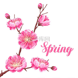 畅游日本图片_与樱花或樱花的春天背景。