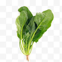 蔬菜口味的锅盔图片_有机蔬菜菠菜