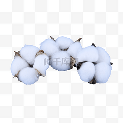 保暖白色耐热棉花植物