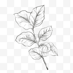 植物树叶素描风格自然纹理简约图
