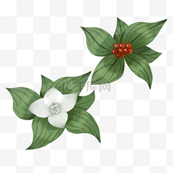 波兰国花图片_绿色写实水彩加拿大国花草茱萸