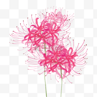 彼岸花华矢量图片素材_粉色水彩花卉日本彼岸花