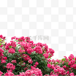 蔷薇月季花朵