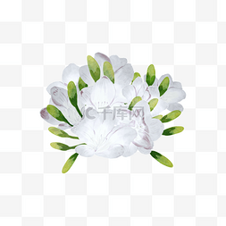 苍白色图片_苍兰水彩婚礼白色花朵植物