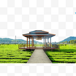 茶叶茶园生态自然