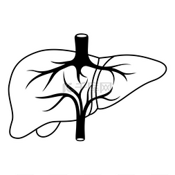 医学图标人体图片_肝脏内部器官图解人体解剖学医疗