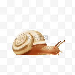 3d蜗牛壳图片_爬行蜗牛