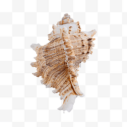 海洋生物图案图片_海螺摄影图螺纹海鲜