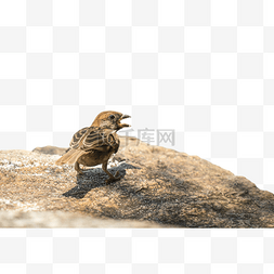 岩石上的鸟儿
