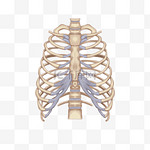 卡通医学肋骨模型