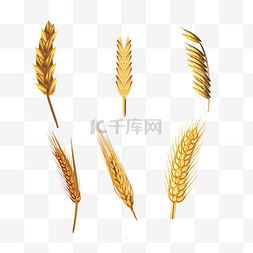 金色麦穗图片_秋天秋季丰收小麦