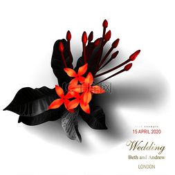 婚礼背景海报图片_热带黑叶，白色背景上的猩红色花