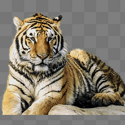 动物世界简笔画图片_动物世界野生老虎动物