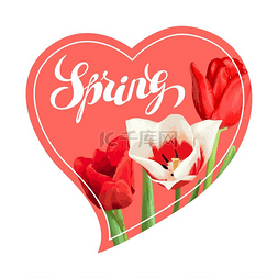 布鲁姆思维层级图片_与红色和白色郁金香的春天背景。