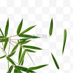 竹叶绿色竹林