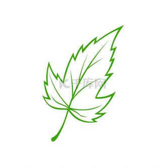 常见的绿叶隔离图标植物叶子的矢量标志植物符号普通绿色枫叶的植物