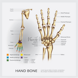 脊椎治疗图片_人类的手臂和手骨矢量图