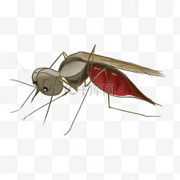 夏季夏天昆虫害虫蚊子叮咬吸血