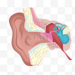 人的身体结构图片_人耳解剖医学彩色插图