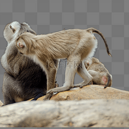 动物猴科图片_北豚尾猴保护动物