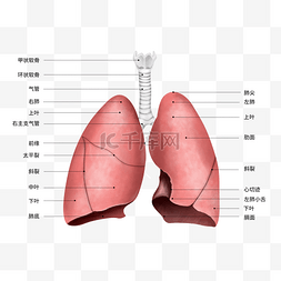 人体组织器官图片_医疗人体器官组织肺部肺炎支气管