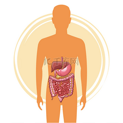 消化系统图片_消化系统概念