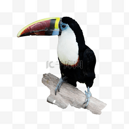 闪光字体满口素材图片_热带动物园丛林红嘴巨嘴鸟