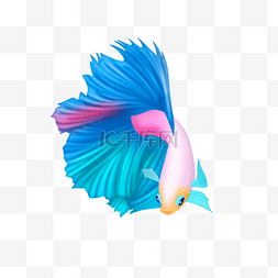 彩色小鱼斗鱼