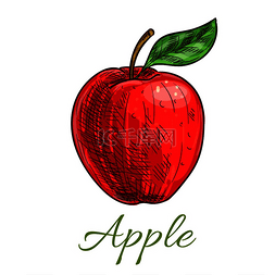 新鲜的农场红苹果水果素描。
