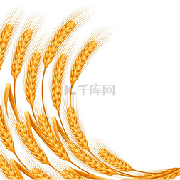 麦片背景图片_与小麦的背景。
