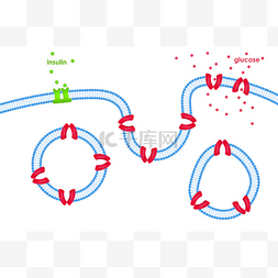 函数卡通图片_通过细胞膜通过转运葡萄糖转运