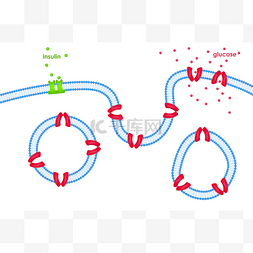 通道图片_通过细胞膜通过转运葡萄糖转运