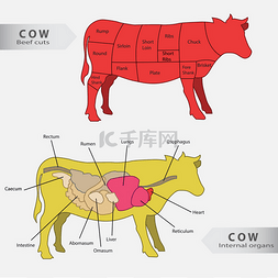 基本牛内脏、 牛肉削减图表矢量