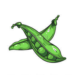 豌豆种子图片_白色背景上的矢量绿色豌豆插画