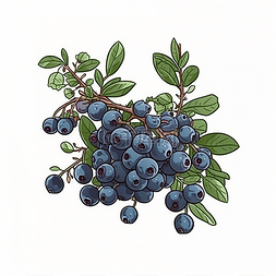 一枝接满蓝莓的树枝